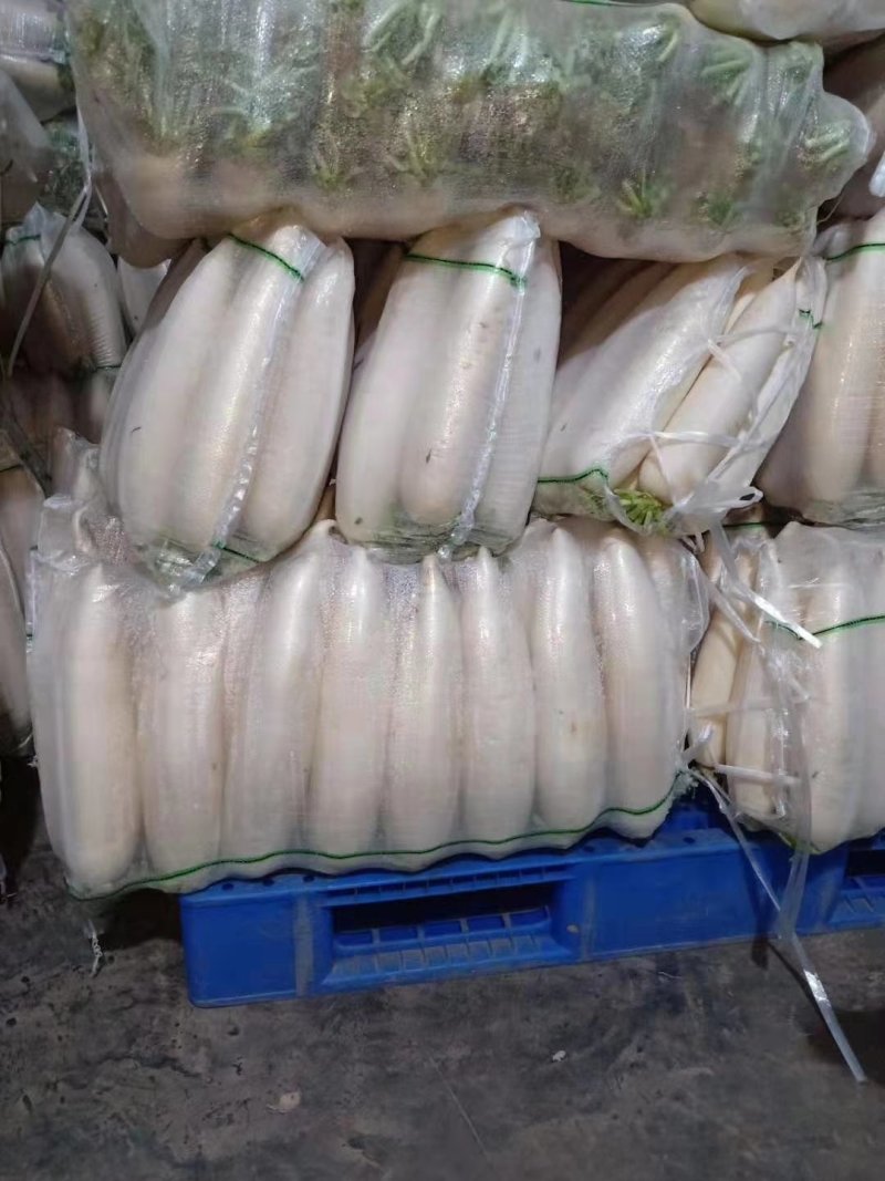 萝卜，白萝卜，泡菜白萝卜货源充足，产地批发，物美价廉