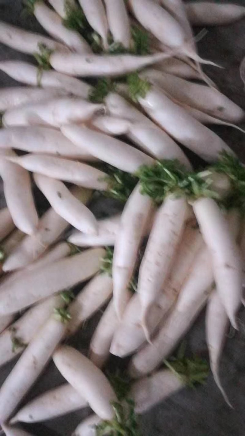 萝卜，白萝卜，泡菜白萝卜货源充足，产地批发，物美价廉