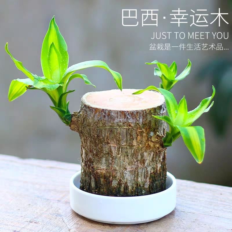 巴西木幸运木水养盆栽格鲁特小木头人办公桌面盆景带芽植物营