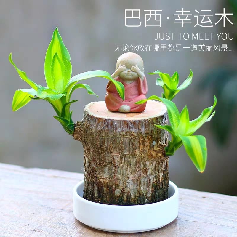 巴西木幸运木水养盆栽格鲁特小木头人办公桌面盆景带芽植物营