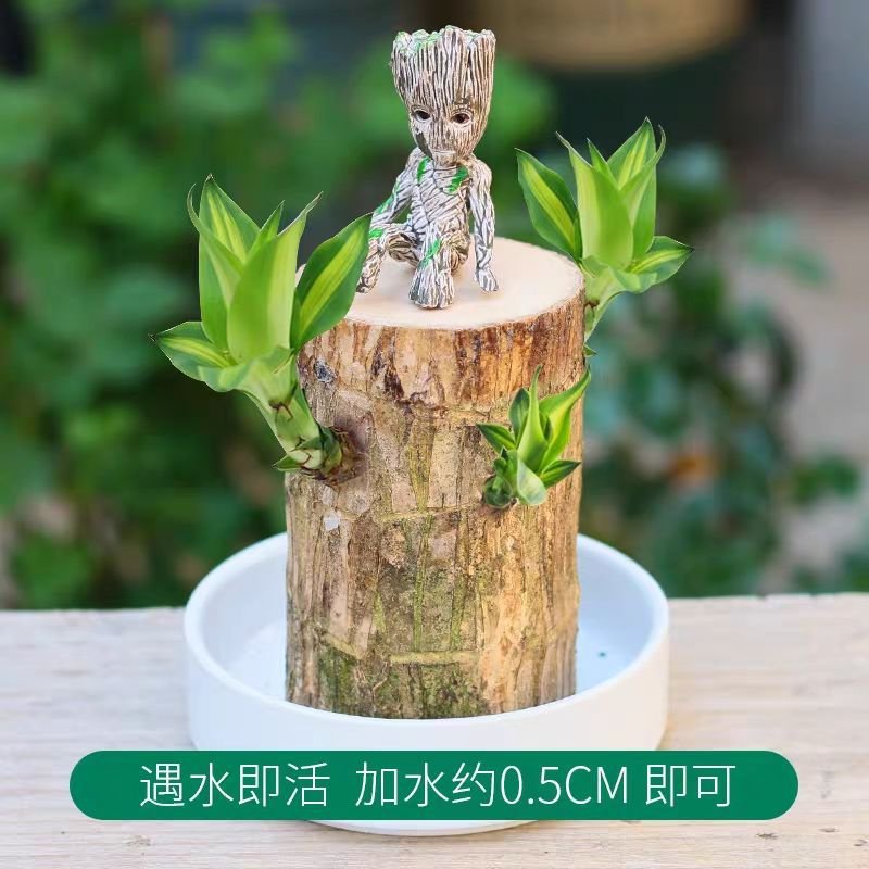 巴西木幸运木水养盆栽格鲁特小木头人办公桌面盆景带芽植物营