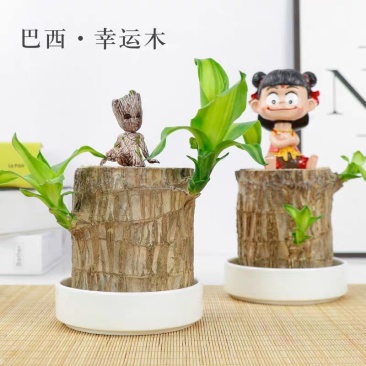 巴西木幸运木水养盆栽格鲁特小木头人办公桌面盆景带芽植物营