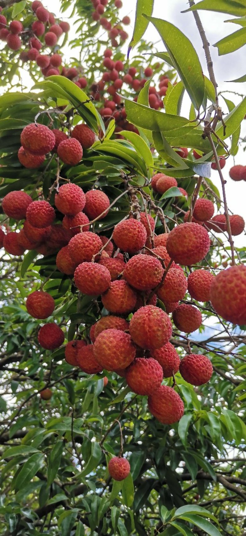 妃子笑荔枝大量上市价格合适精品发货可供全国市场