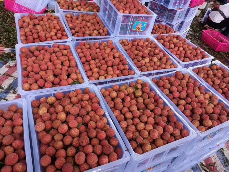 妃子笑荔枝大量上市价格合适精品发货可供全国市场