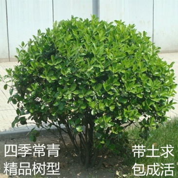 四季常青冬青苗大叶黄杨苗冬青树冬青球型庭院围墙篱笆树绿化