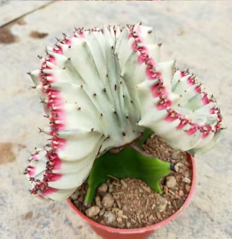 彩色麒麟植物盆栽玉麒麟镇宅绿植花卉彩春峰多肉防辐射吸甲醛