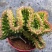 彩色麒麟植物盆栽玉麒麟镇宅绿植花卉彩春峰多肉防辐射吸甲醛