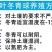 四季常青冬青苗大叶黄杨苗冬青树冬青球型庭院围墙篱笆树绿化