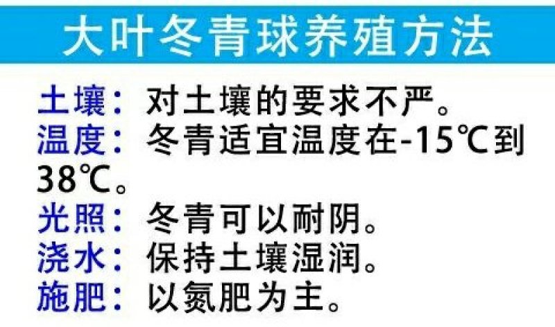 四季常青冬青苗大叶黄杨苗冬青树冬青球型庭院围墙篱笆树绿化