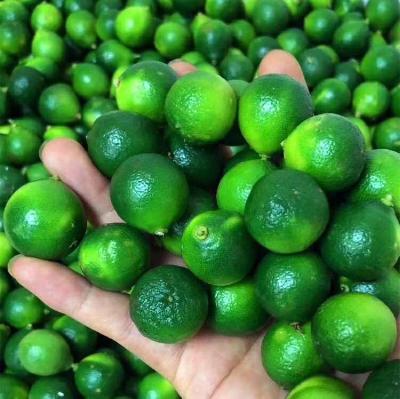 海南小金桔，小青桔