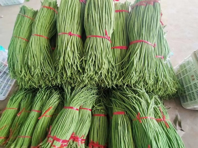 【产地直销】精品豆角；翠绿，量大从优，不鼓豆
