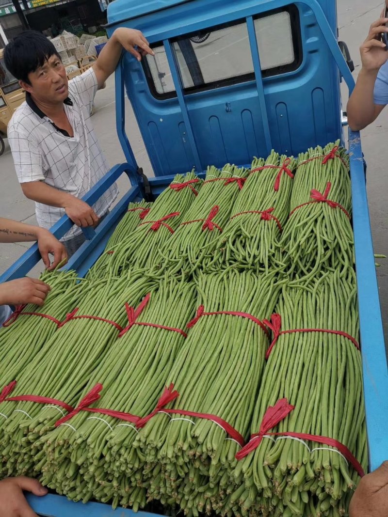 【产地直销】精品豆角；翠绿，量大从优，不鼓豆