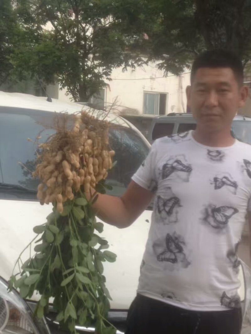 【花生】沙土地鲜白沙花生电商超市市场籽粒饱满欢迎来电
