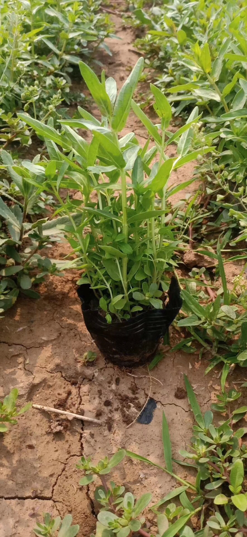 千屈菜，水生植物，绿化用千屈菜！产地直销