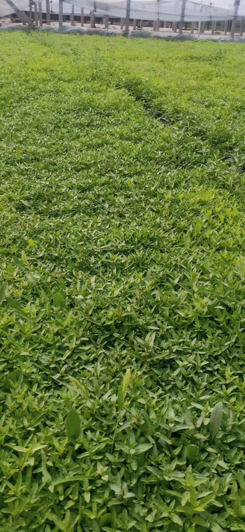 千屈菜，水生植物，绿化用千屈菜！产地直销