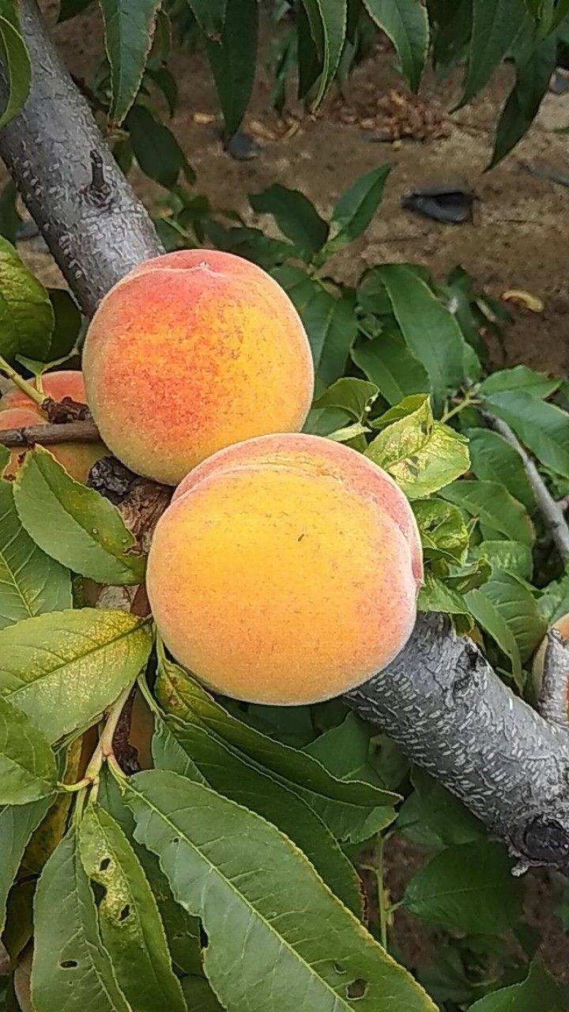 【惊爆价】安徽砀山精品黄桃大量上市电商果罐头厂