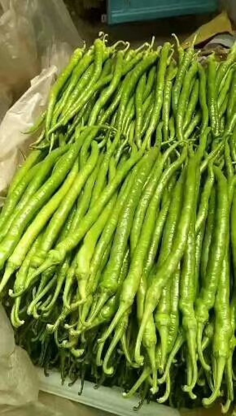 线椒精品8号线椒、薄皮线椒、货源充足35公分左右