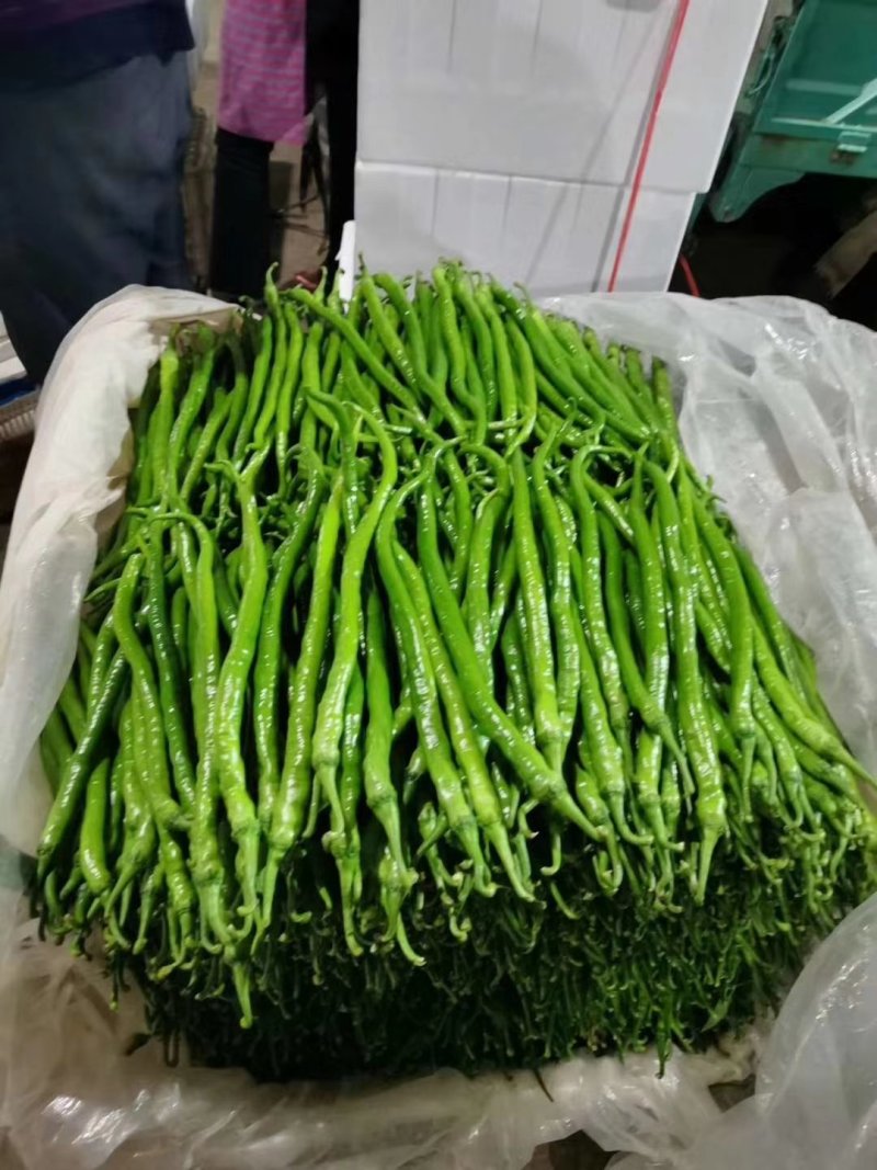 线椒精品8号线椒、薄皮线椒、货源充足35公分左右