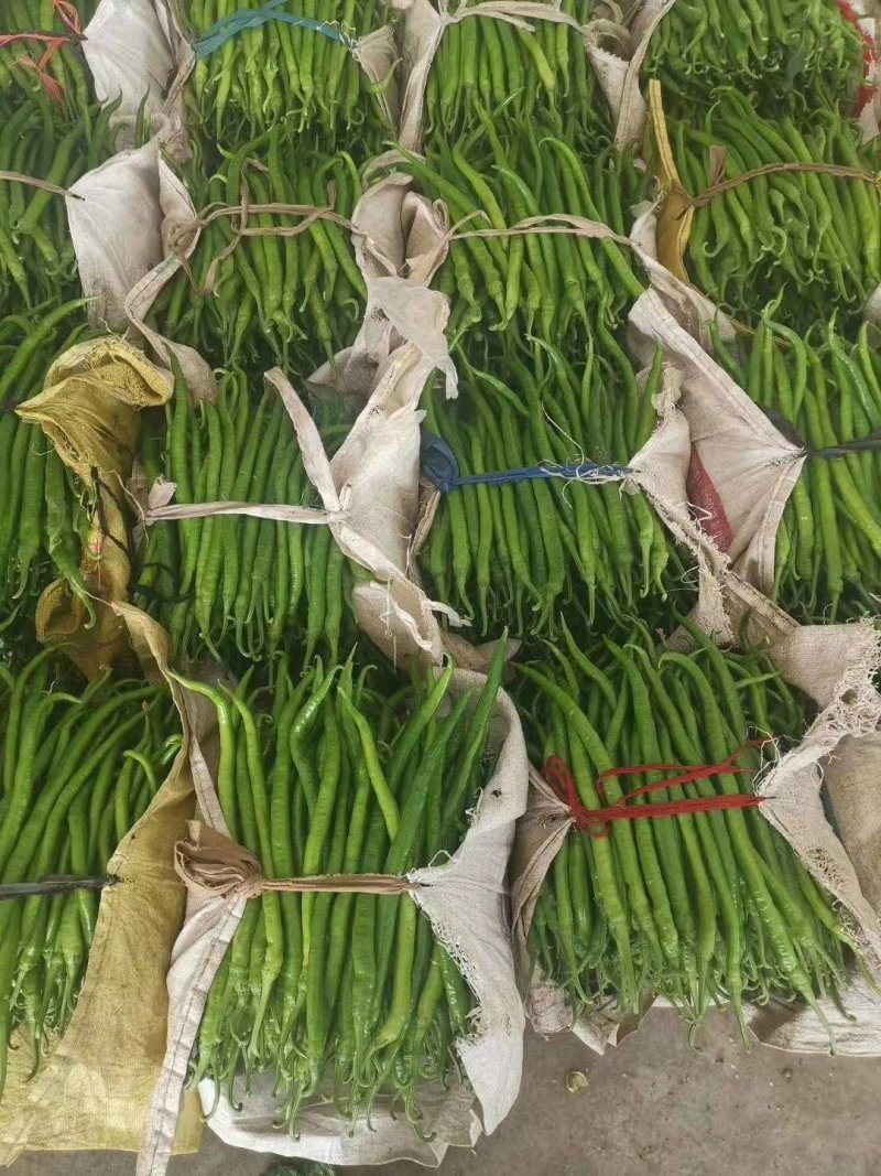 线椒精品8号线椒、薄皮线椒、货源充足35公分左右
