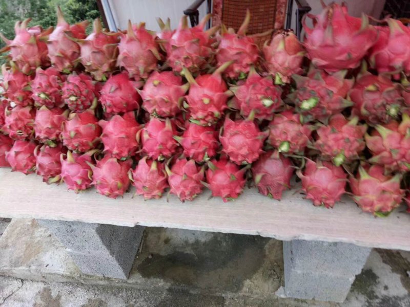 火龙果。