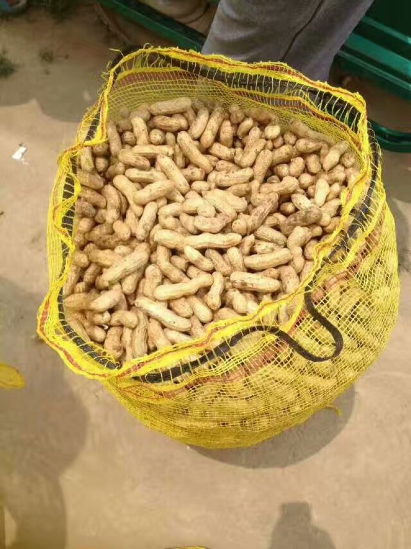 【白沙花生】鲜花生大量上市籽粒饱满供市场超市电商等您来电