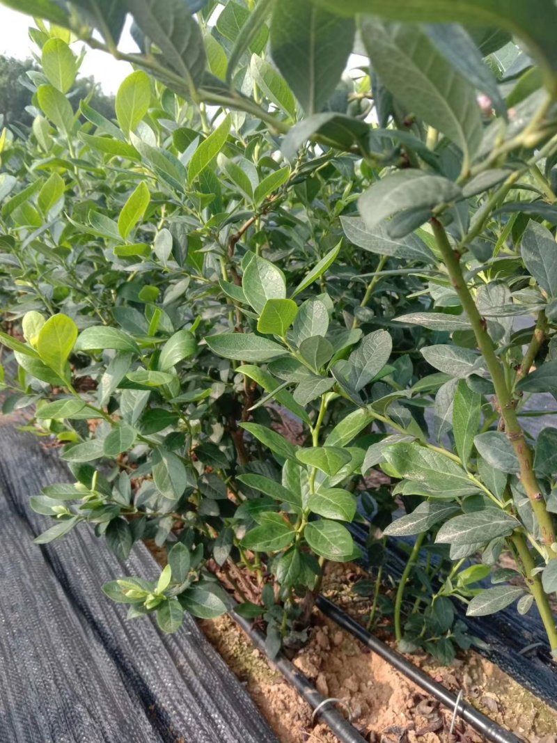 地栽蓝莓苗天后莱克西蓝丰