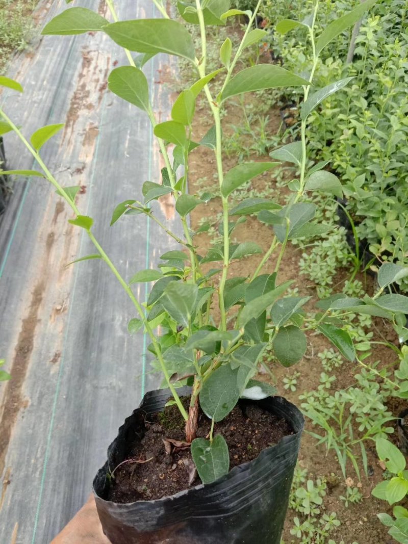 地栽蓝莓苗天后莱克西蓝丰