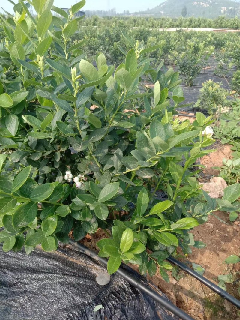 地栽蓝莓苗天后莱克西蓝丰