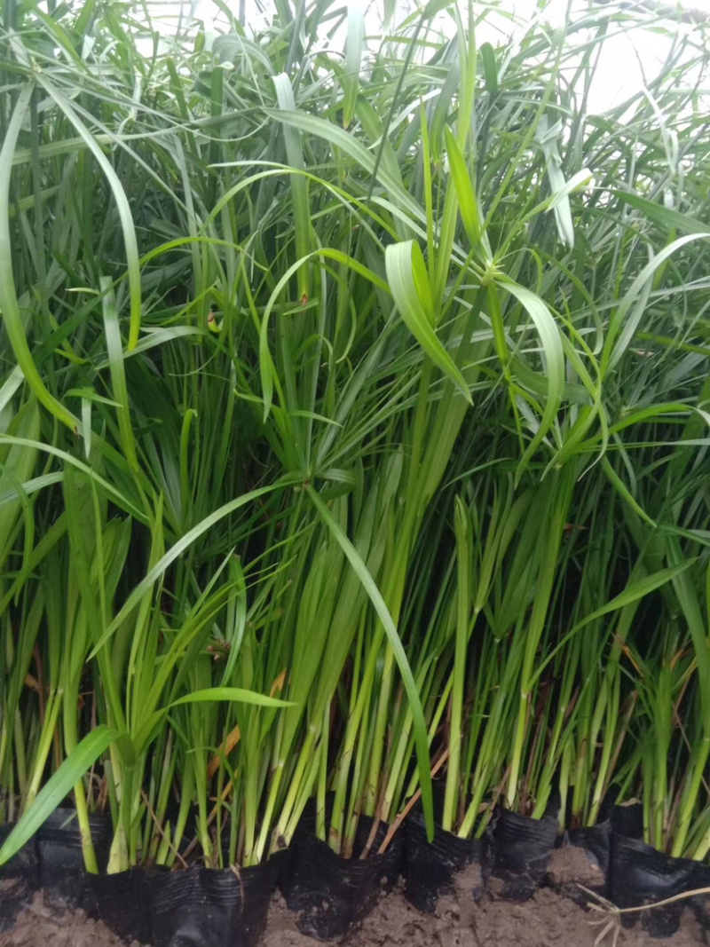 旱伞草，全国发货，一手货源，大量水生植物