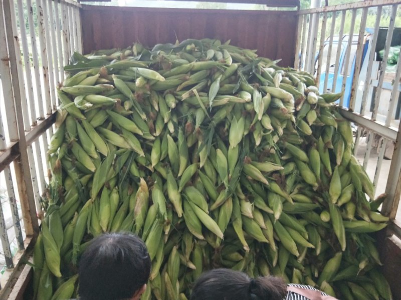 优质糯玉米