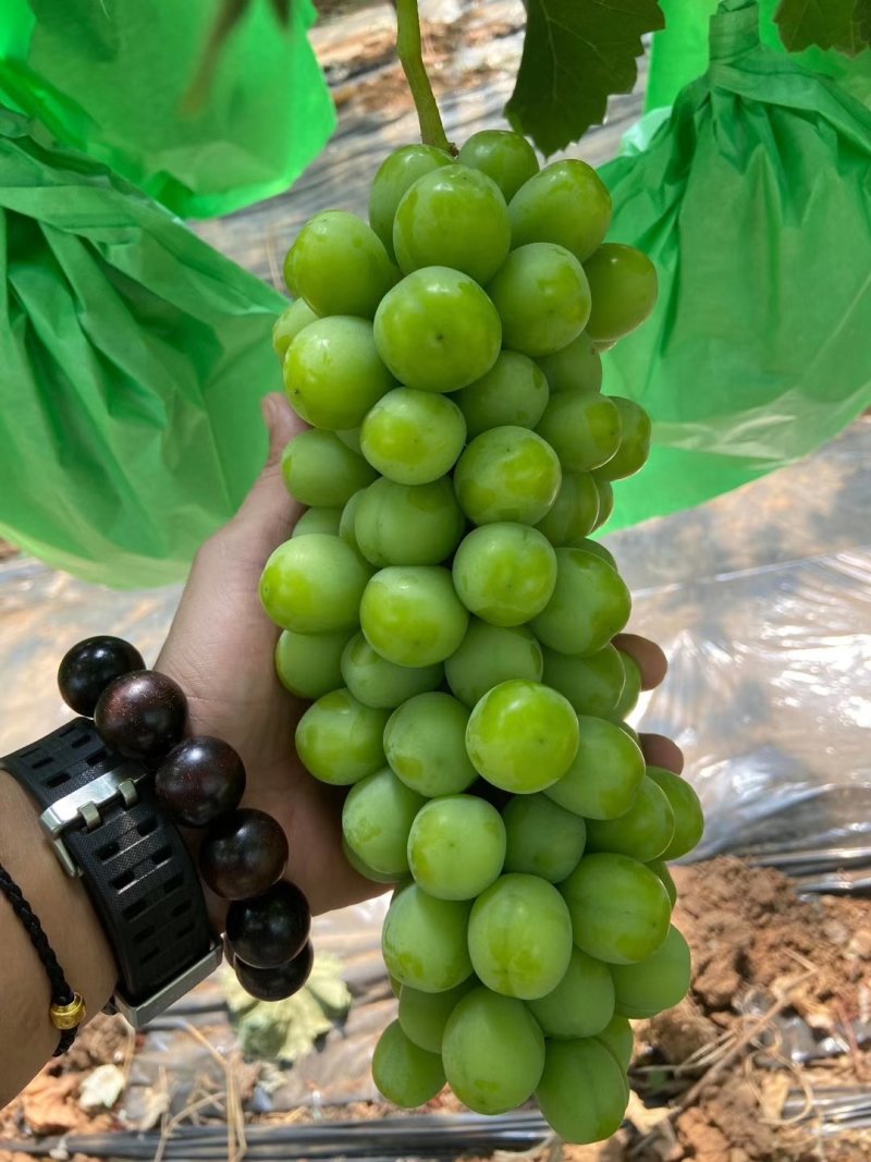 千亩阳光玫瑰葡萄产地直销物美价廉，品质保证，欢迎采购