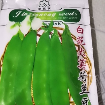 包邮白花大英荷兰豆，鑫农种子，种了都说好