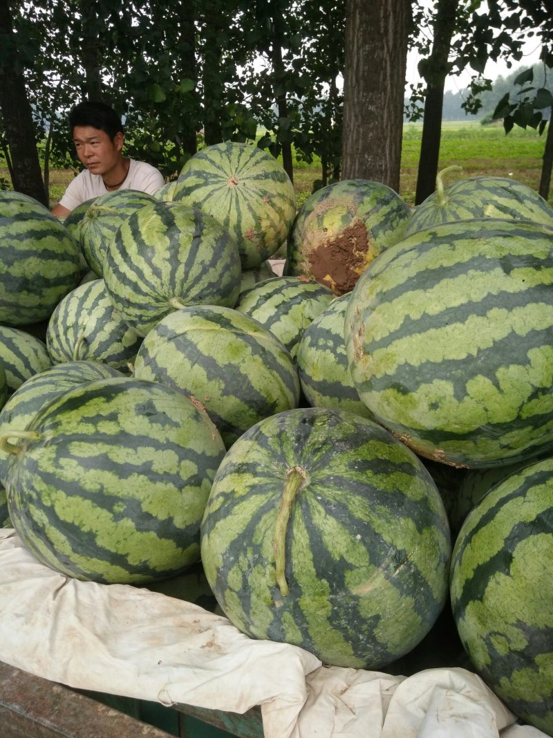 精品美都西瓜，资量保证。大量上市中。