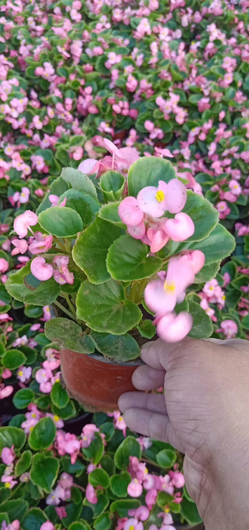 四季海棠，盆栽花，海棠。室内观赏产地直销