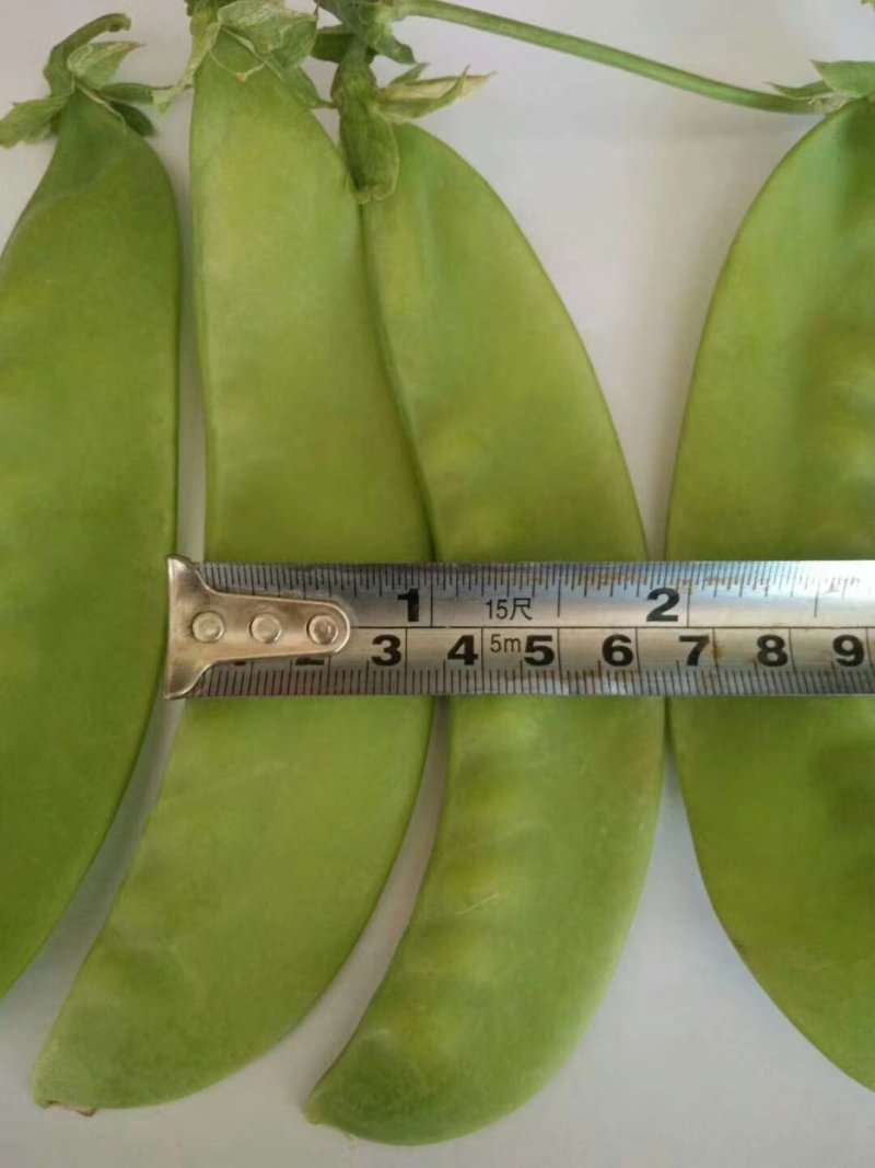 包邮白花大英荷兰豆，鑫农种子，种了都说好