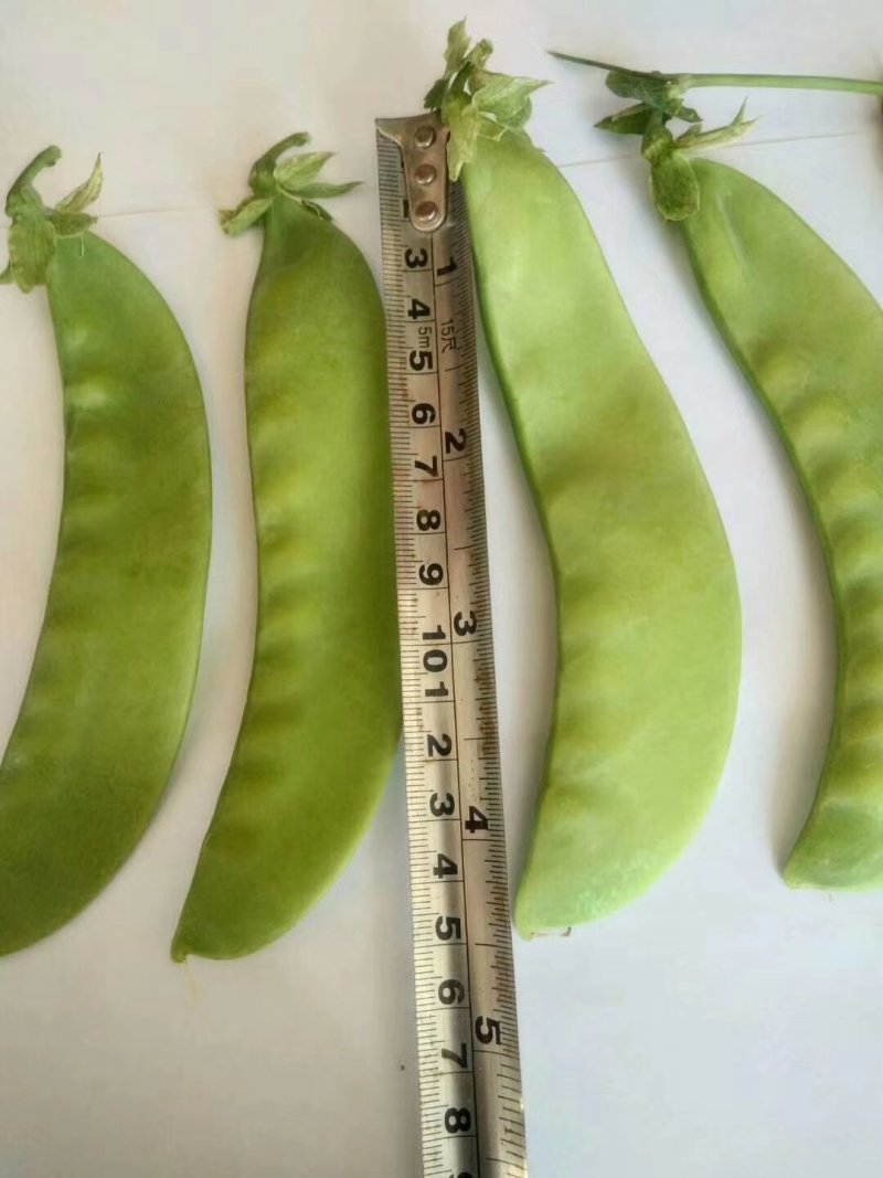包邮白花大英荷兰豆，鑫农种子，种了都说好