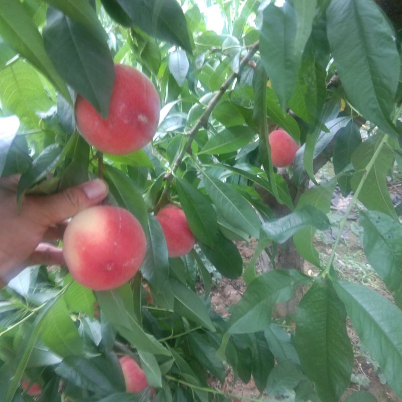 纸袋中三小桃
