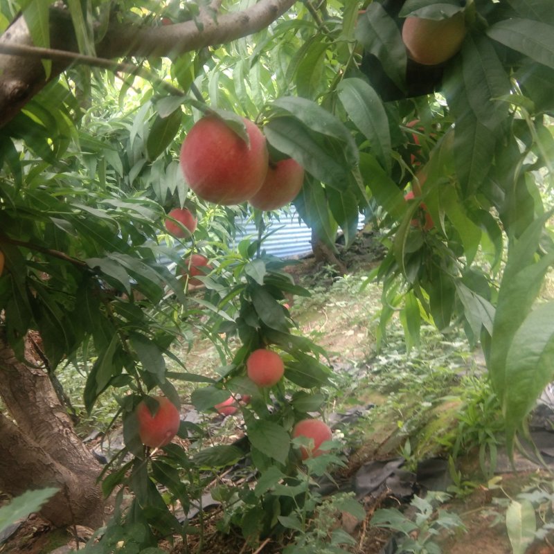 纸袋中三小桃