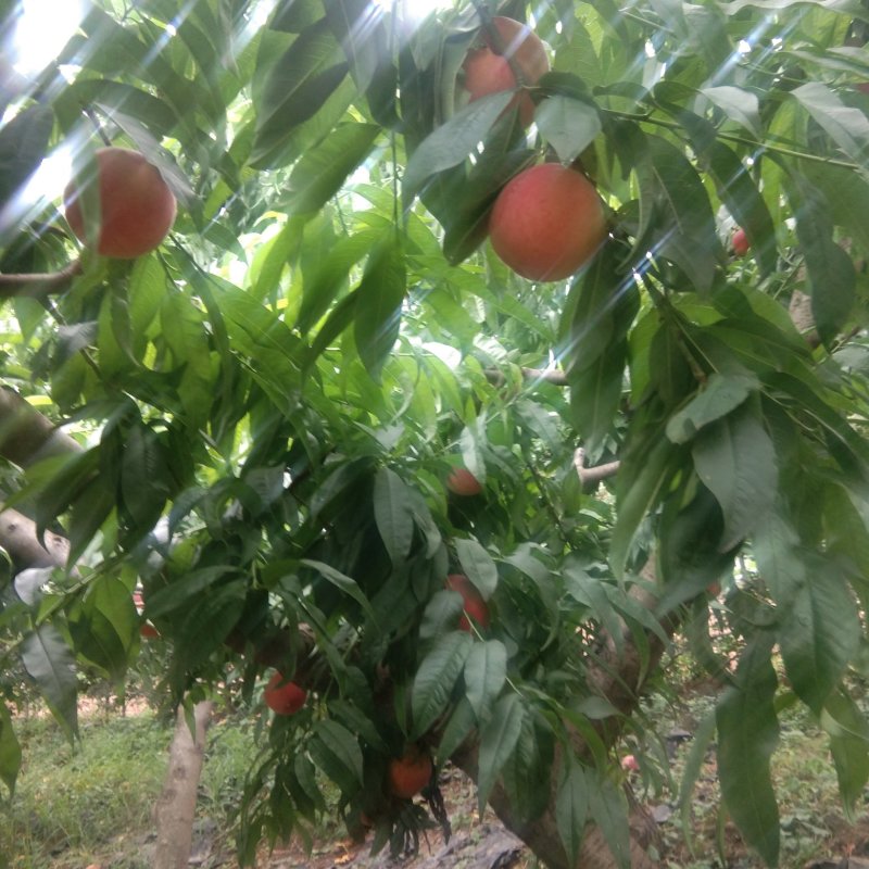 纸袋中三小桃