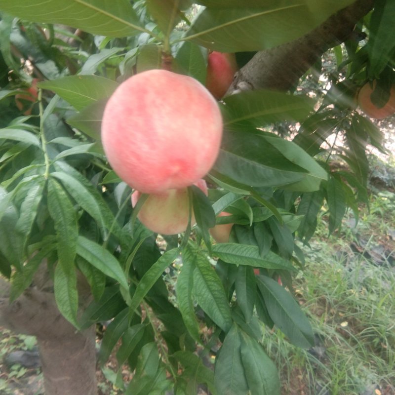 纸袋中三小桃