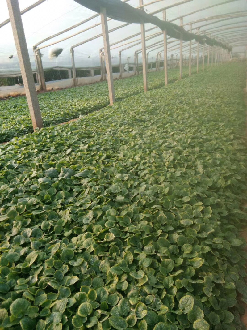 二月兰，宿根植物，盆栽花。全国发货工程苗