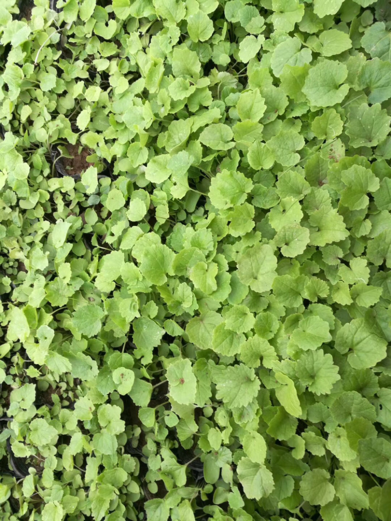 二月兰，宿根植物，盆栽花。全国发货工程苗