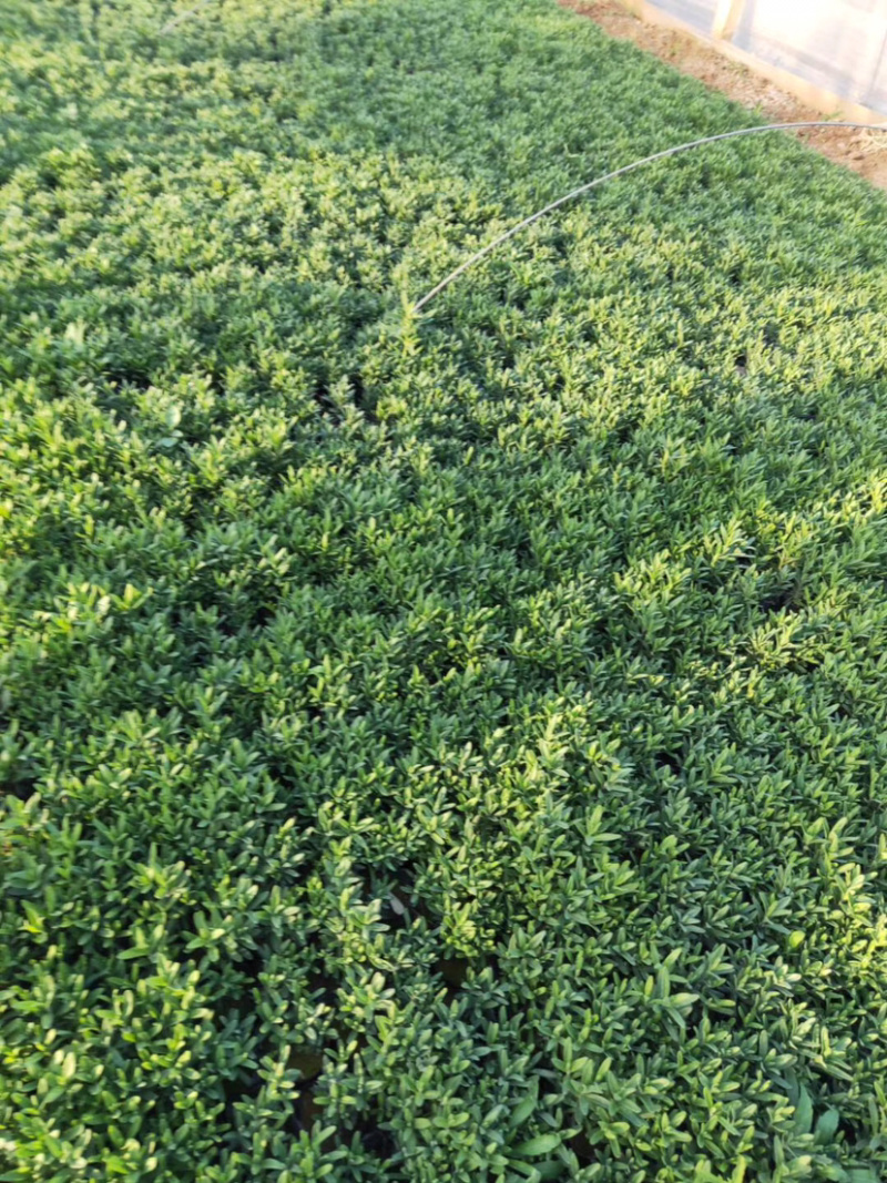 精品薰衣草，薰衣草花海、盆栽花工程苗量大