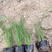 山东青州墨西哥羽毛草（细叶针芒）细茎针芒