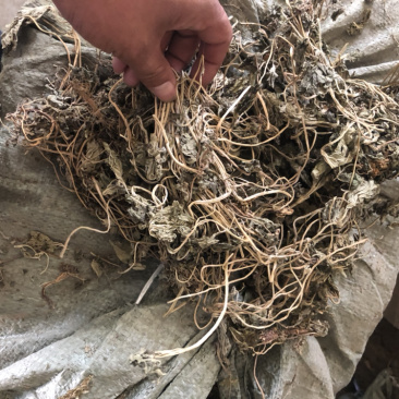 益母草苗