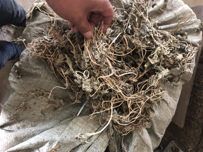 益母草苗