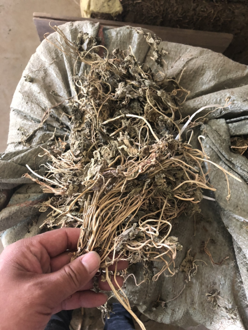益母草苗