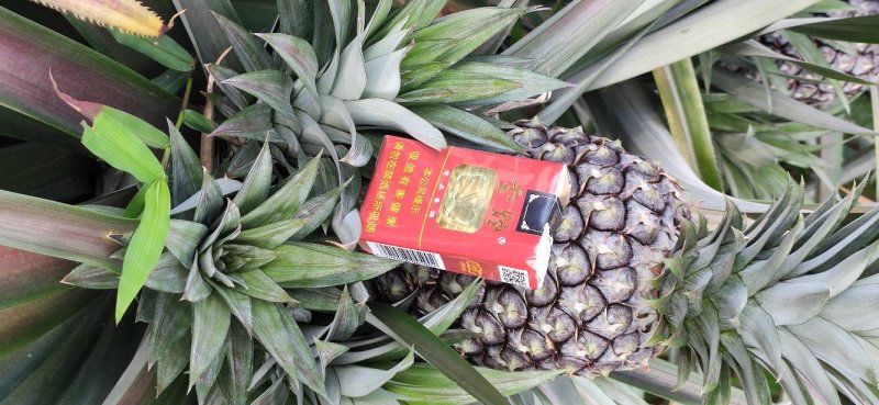 精品凤梨菠萝，保质保量，量大优先。金钻17号