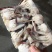 梭子蟹梭子蟹块鲜活速冻梭子蟹块爆炒蟹块香辣蟹块