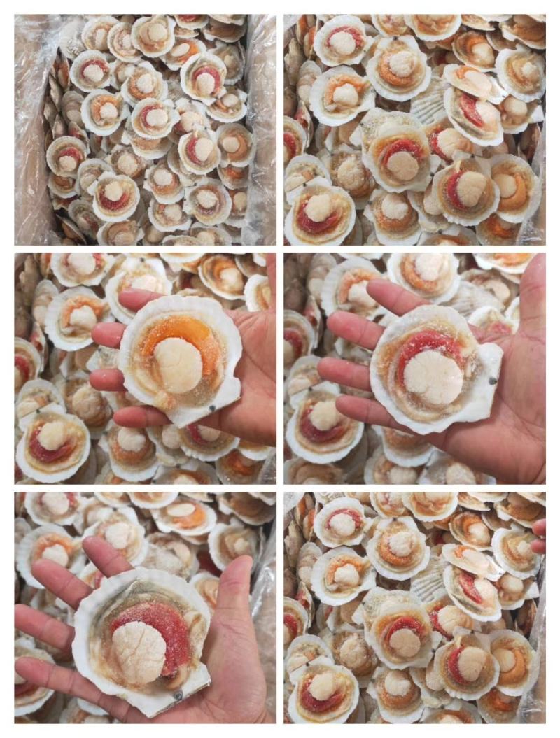 半壳扇贝夏夷贝原汁虾夷贝规格齐全烧烤餐饮批发